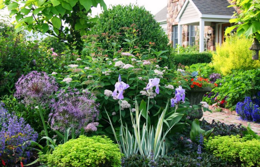 Багато рослин у саду Багато рослин у саду