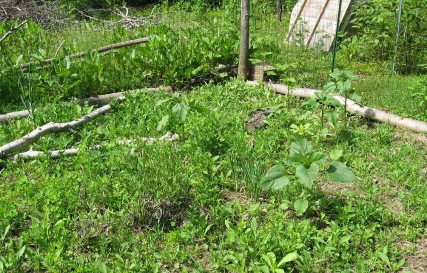 Порожня ділянка заростіла бур'янами Порожня ділянка заростіла бур'янами