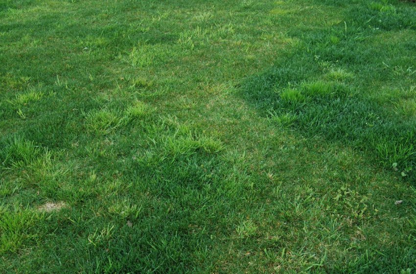 Нерівномірний ріст газону Нерівномірний ріст газону