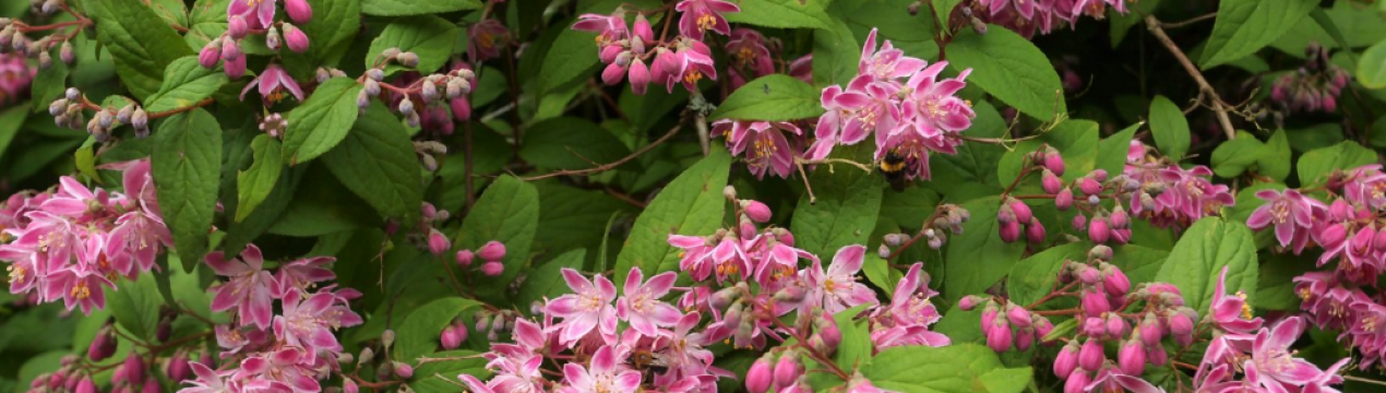 Опис та вирощування дейції "Строуберрі Філдс"