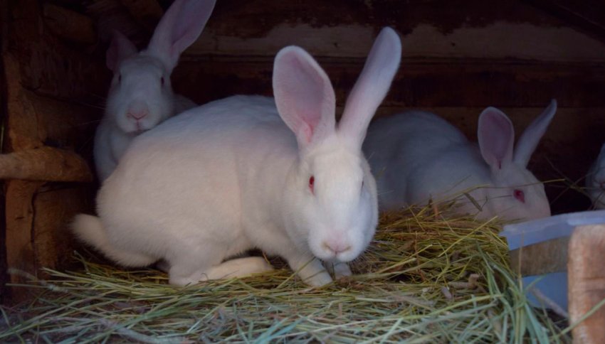 Білий велетень Білий велетень