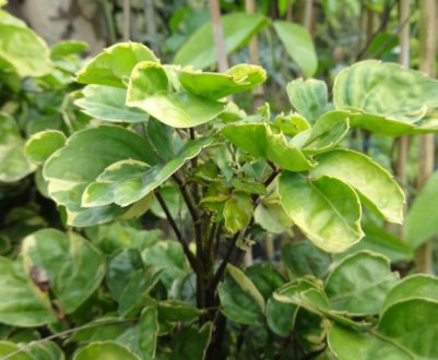 Квітка полисциас: догляд та вирощування в домашніх умовах