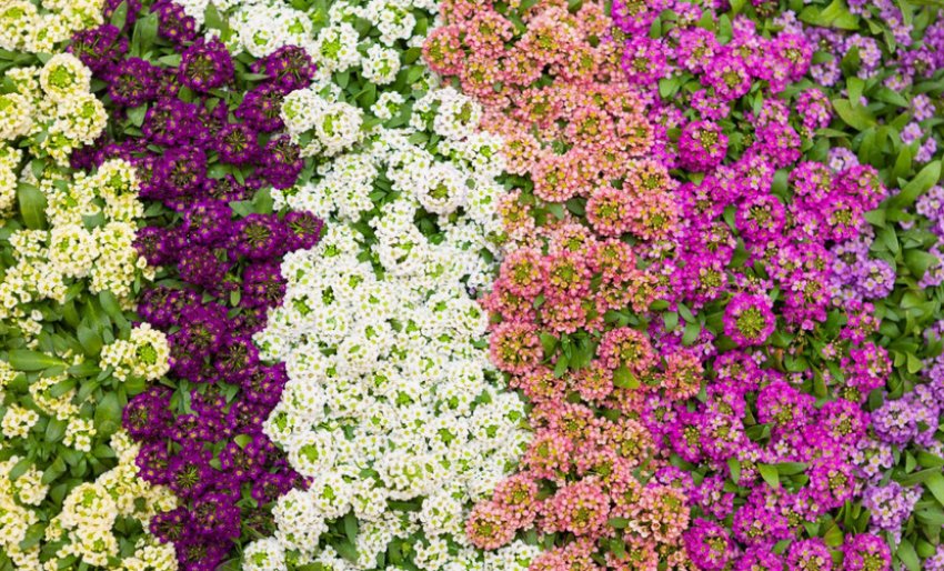 Цвітіння аліссума