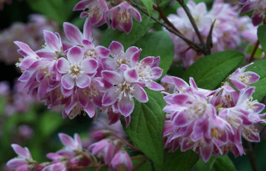 Дейція Рожева гора Дейція Рожева гора