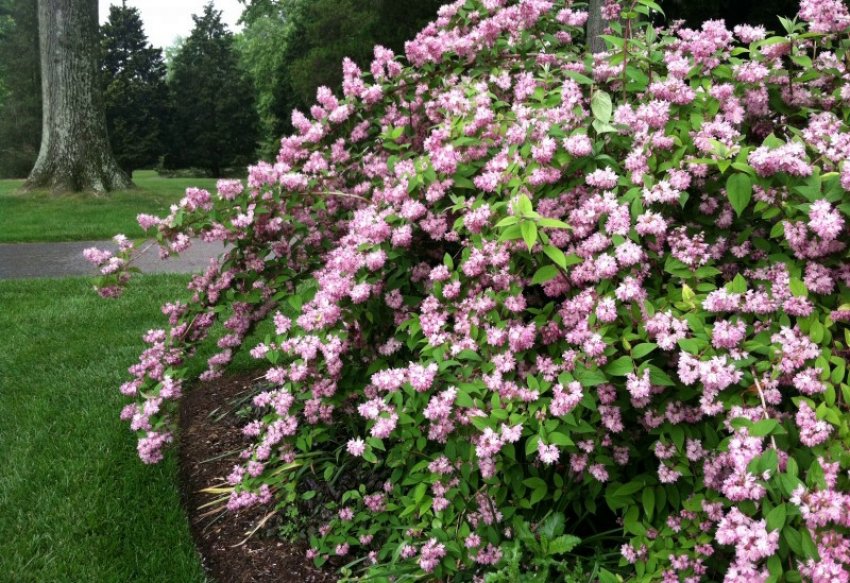 Місце для вирощування дейції рожевої Місце для вирощування дейції рожевої