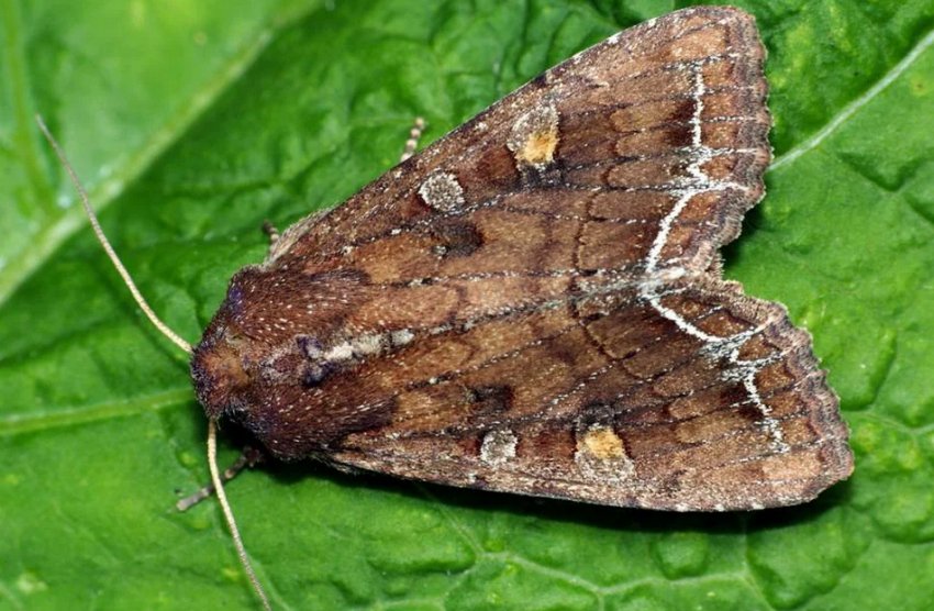 Совка Совка