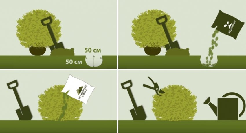 Посадка действії Посадка действії
