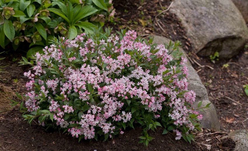 Молодой куст дейции Молодой куст дейции