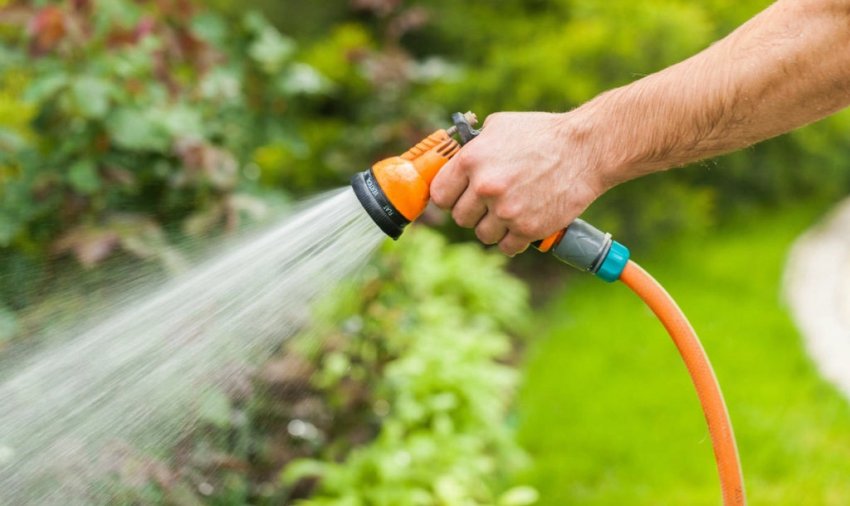 Полив дейції Полив дейції