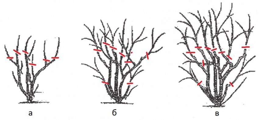Обрізка дейції Обрізка дейції