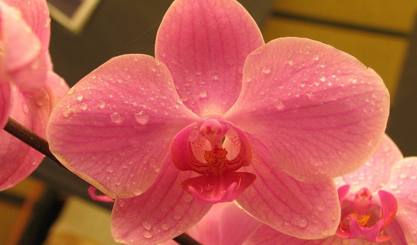 фаленопсис фаленопсис