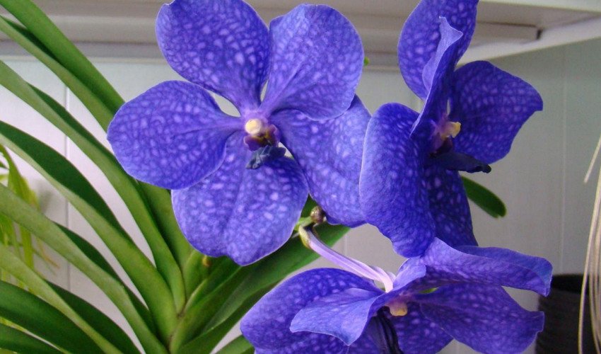 ванда ванда