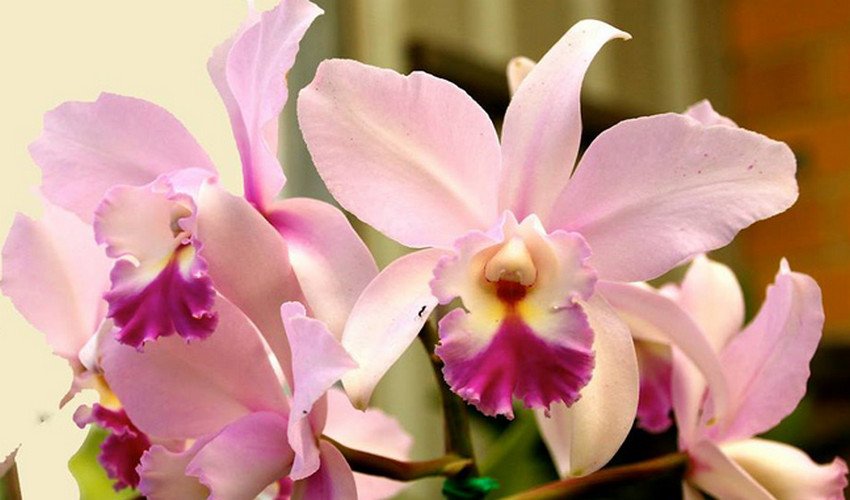 каттлея каттлея