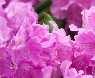 Що таке рододендрон, фото і опис квітів і кущів