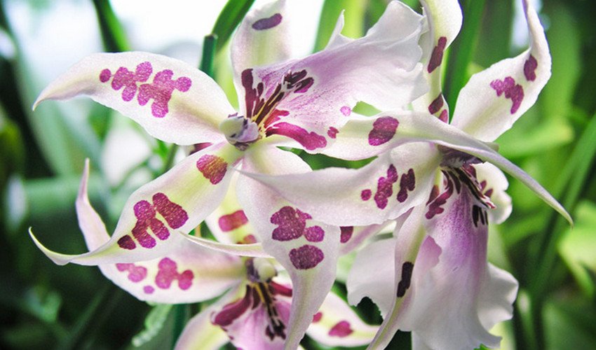 камбрія камбрія