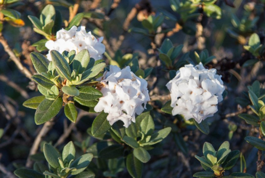 Рододендрон Адамса