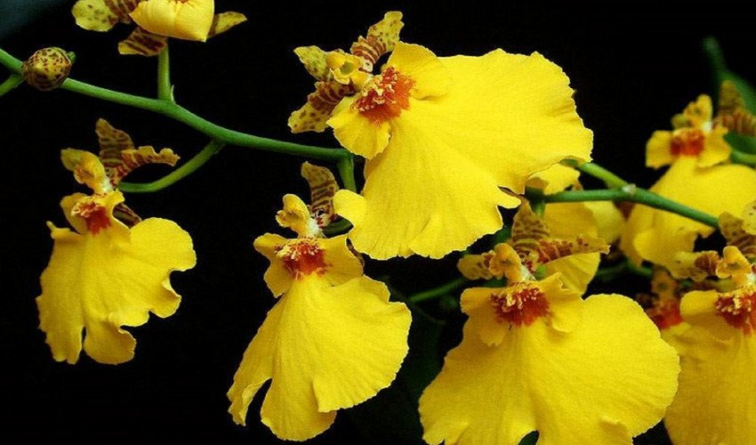 онцидиум онцидиум