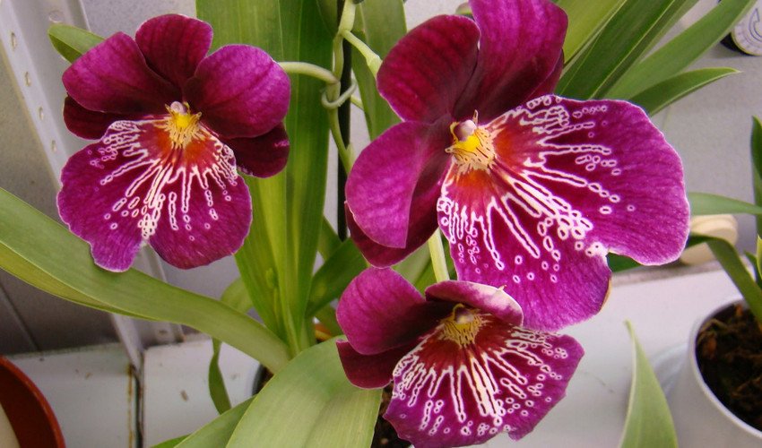 мільтонія мільтонія