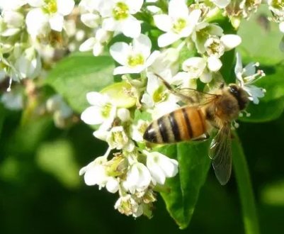 Виділення нектару з гречки та час його збору
