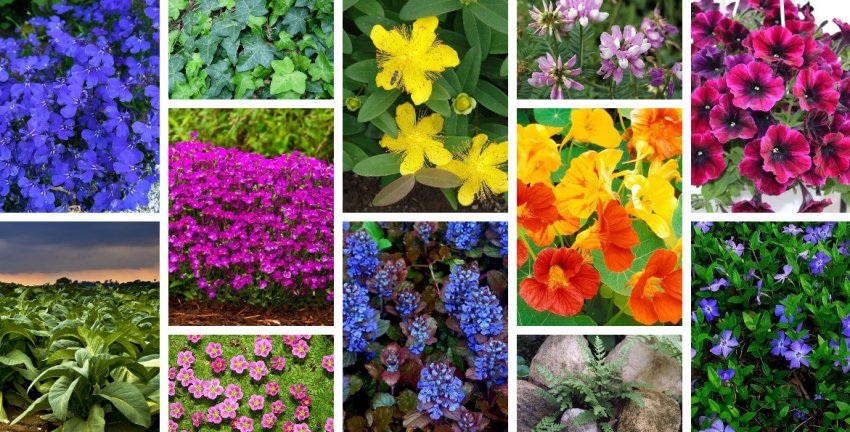 Лучні рослини Лучні рослини