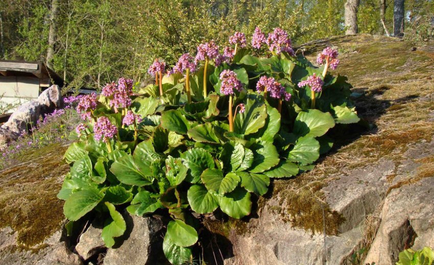 Бадан товстолистий