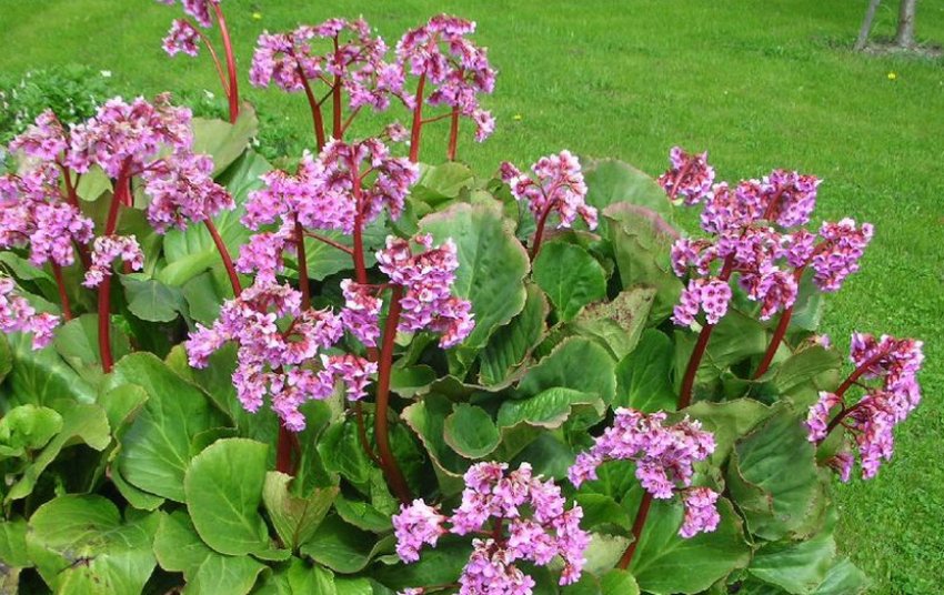 Бадан серцелистий