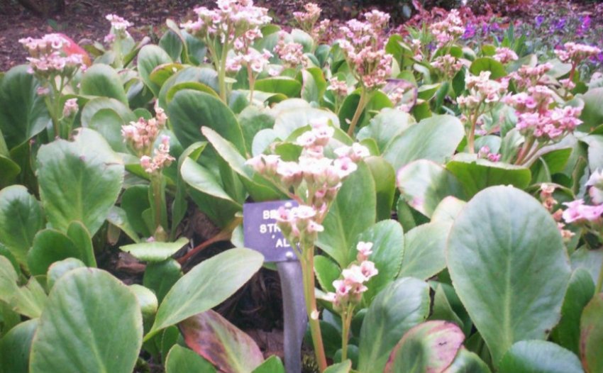 Бадан Стречі