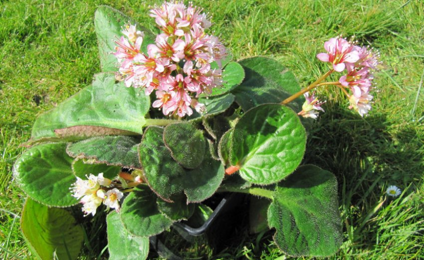 Бадан війчастий