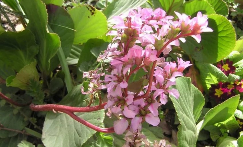 Бадан Шмідта