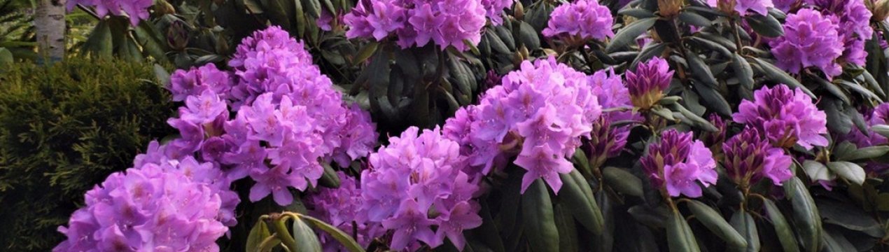 Опис гібридної рододендрона "Пурпуреум Грандіфлорум", правила посадки та догляду за ним