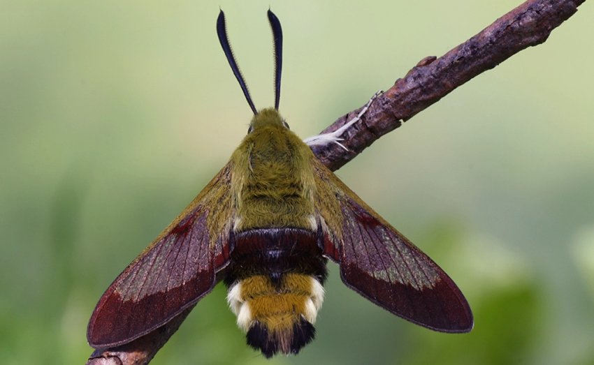 Довгоніс черемховидний Довгоніс черемховидний