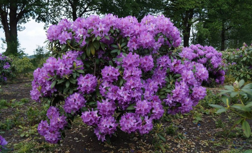 Рододендрон в ландшафтному дизайні