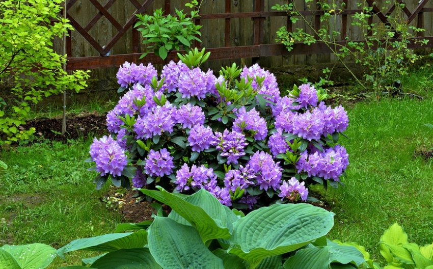 Применение рододендрона в саду