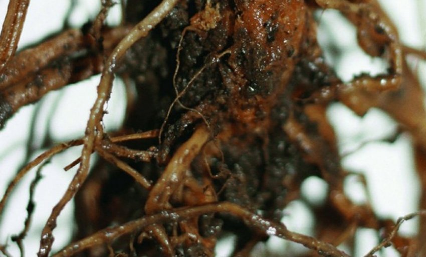 Коренева гниль рододендрона