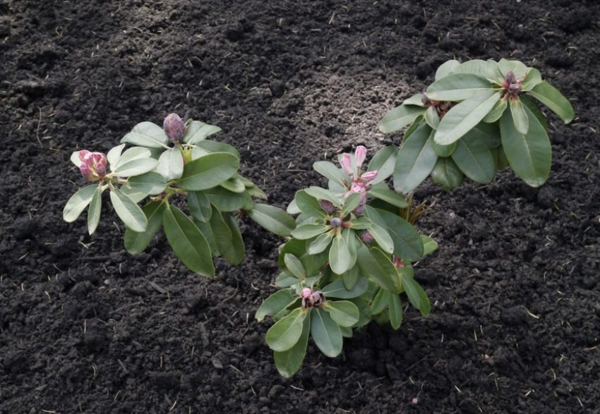 Саджанець рододендрона