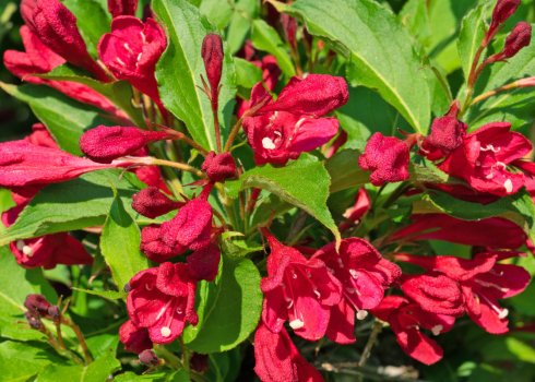 Опис і вирощування вейгели сорту Ева Ратке на відкритому ґрунті