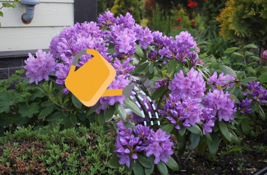 Полив рододендрона