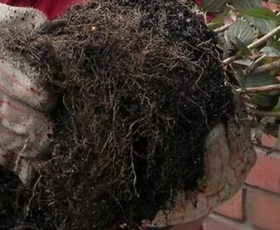 Пересадка вейгели на інше місце