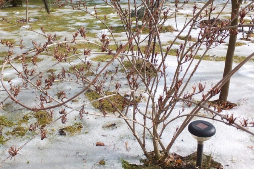 Вейгела взимку Вейгела взимку