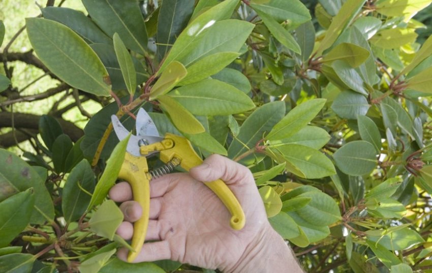 Обрізка рододендронів