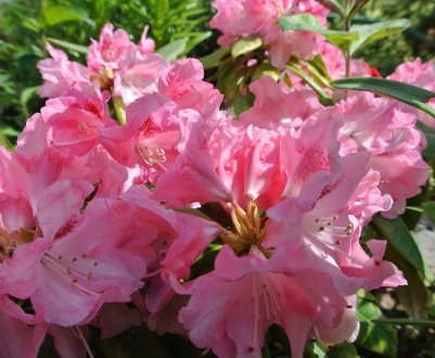 Рододендрон вічнозелений - опис та вирощування