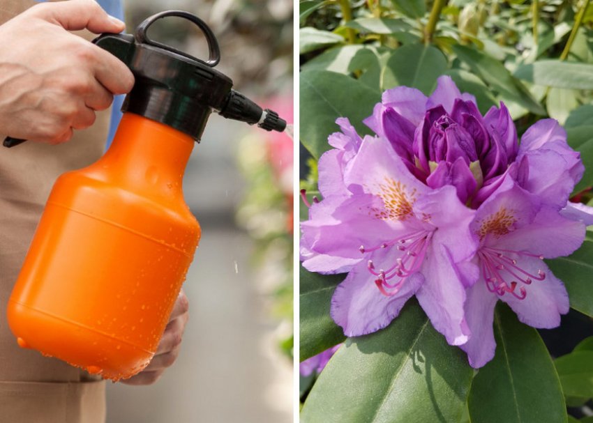 Оприскування рододендрона