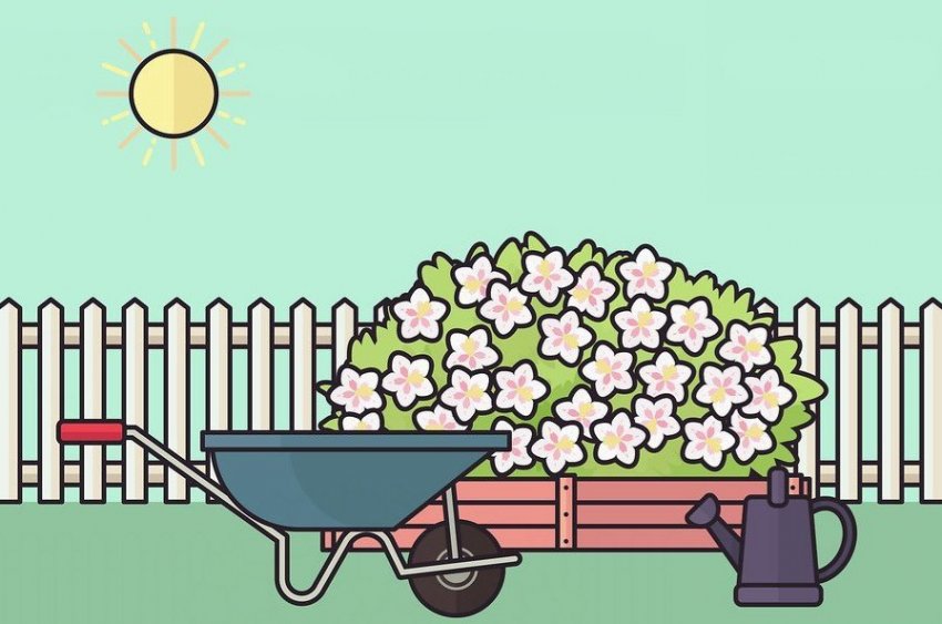 Місце для посадки вейгели Місце для посадки вейгели