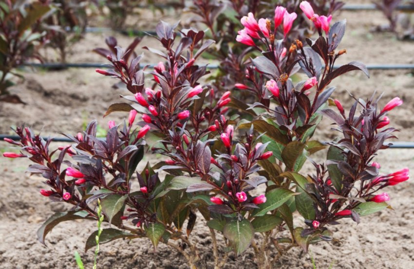 Вирощування вейгели Вирощування вейгели