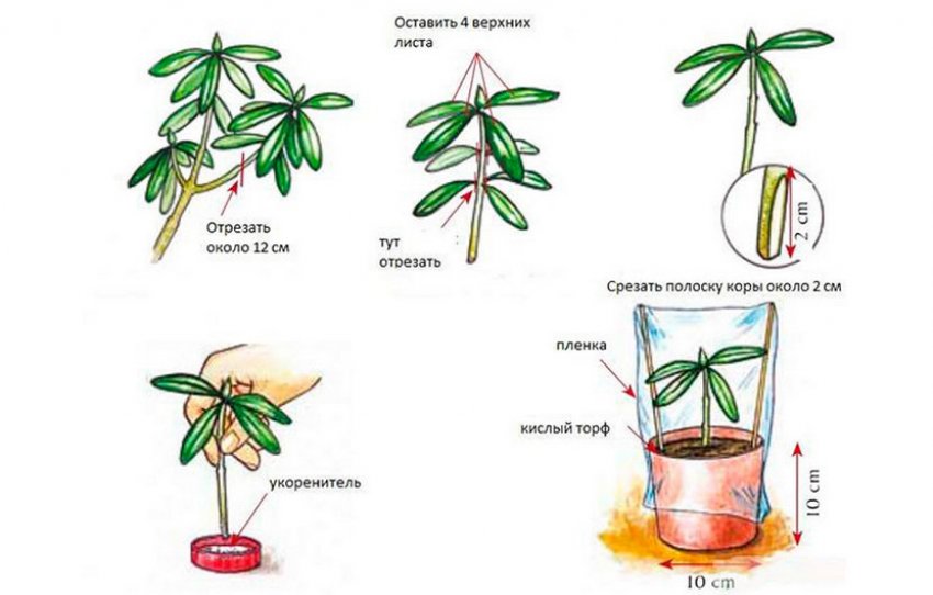 Черенкування рододендрона