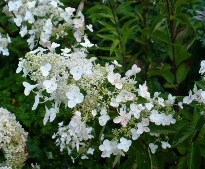 Опис сорту гортензії "Матильда"