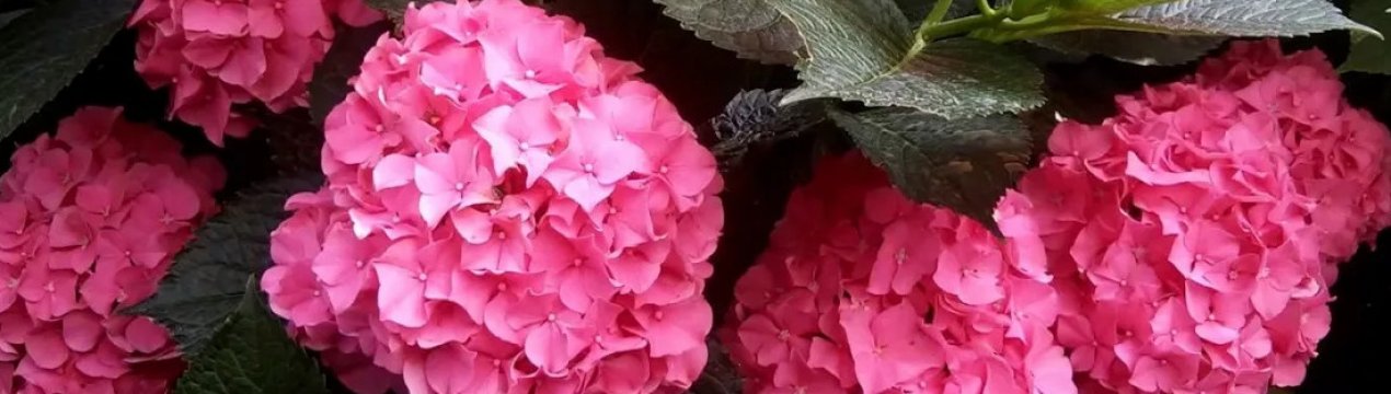 Гортензія "Forever and Ever": опис, види, посадка та догляд за кущем