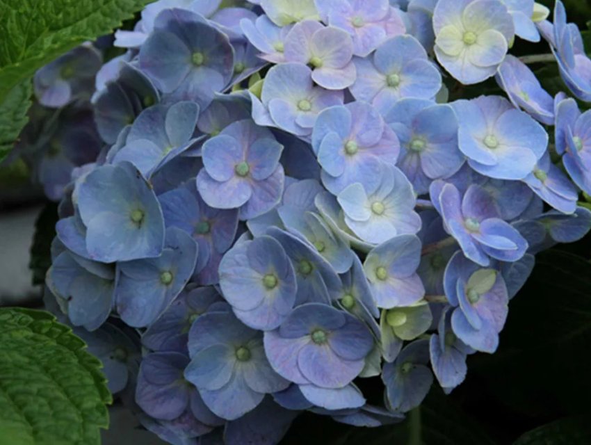 Гортензія Форевер енд Евер Блю