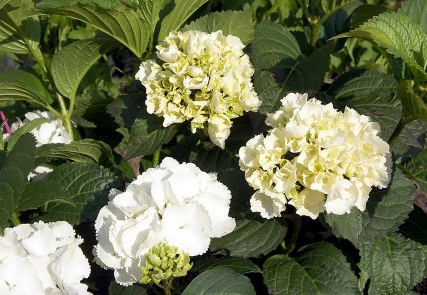 Гортензія Форевер енд Евер Вайт