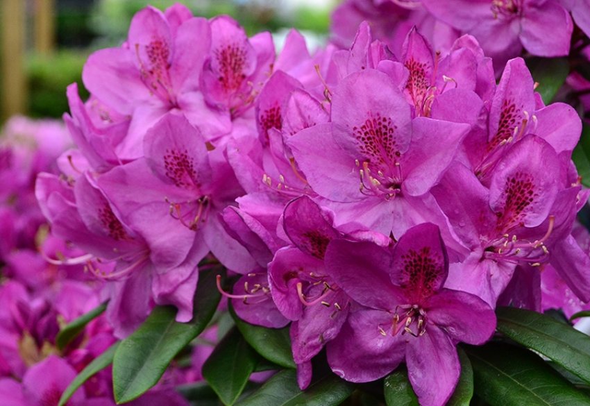 **Рододендрон** Каренс